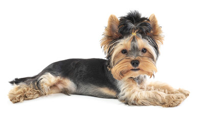 Yorkshire terrier lies isolated on white background