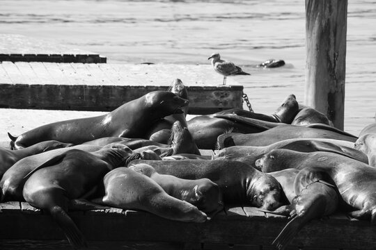 Sea Lions on a dock in Black and White