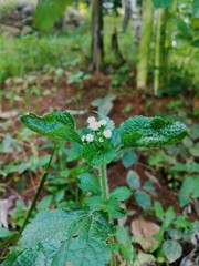 Flowers blooming to turn into vegetables. 