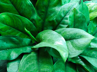 Aglaonema, colorful and green leaves with sunlight shining.