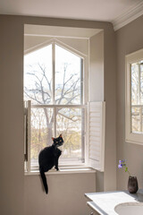 Black cat in specialty bathroom window with shutters