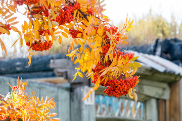 Branch with autumn leaves and rowan berries