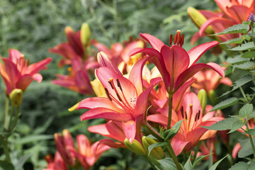 Flowering garden lilies . Large open buds of an ornamental plant