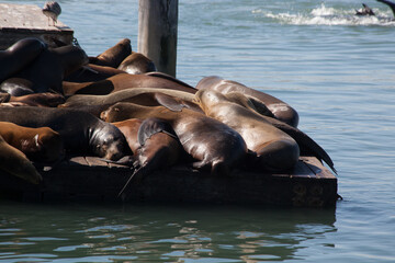 Sea Lions on a San Francisco Dock