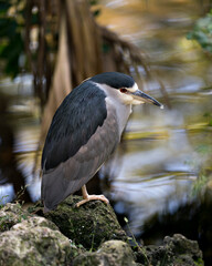 Black-crowned Night Heron Stock Photo. Perched on moss rock. Looking right side. Side view.