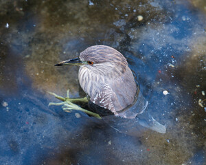Black crowned Night-heron bird stock photos. Image. Picture. Portrait. Juvenile bird. Bathing in water. Water background.