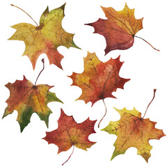 set of watercolor autumn maple leaves 