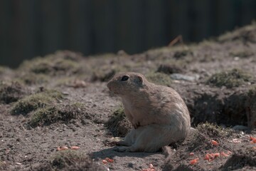 chipmunk on the ground