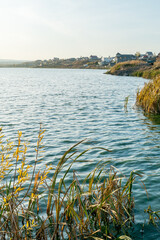 
Blue autumn pond with thickets of reeds and willows