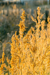 Fototapeta premium Golden bush of wormwood in the autumn field