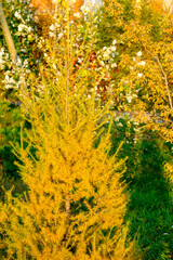 Yellow larch in autumn park