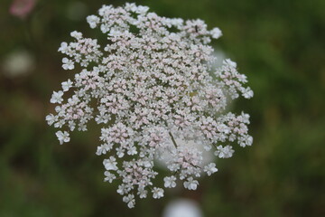 close up of white lilac flowers