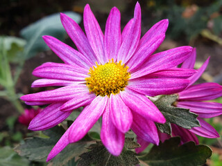 Obraz premium Close-up of a pink Chrysanthemum flower.