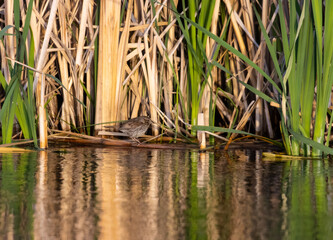 Female Red Wing Blackbird