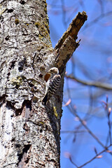 Japanese pygmy woodpecker to dig  the nest - 367134617