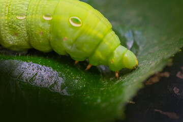 Green caterpillar on a leaf. Macro photo. Green leaf. Caterpillar body texture. Features of the structure of the caterpillar. Close-up. Bokeh
