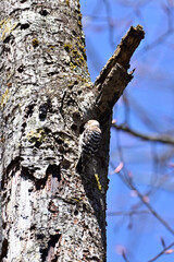 Japanese pygmy woodpecker to dig  the nest - 367134657