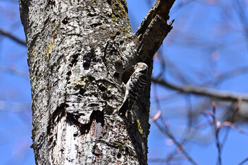 Japanese pygmy woodpecker to dig  the nest - 367134687