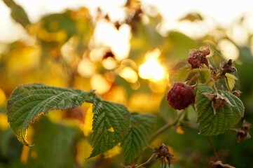 raspberries in the garden