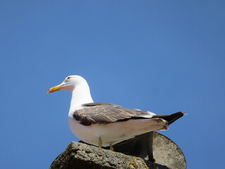 Möwe