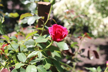pink rose in garden, flower, nature, pink, green, plant, beauty, love, beautiful, blossom, flora, summer