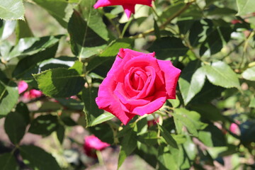 pink roses in garden, nature, garden, love, green, beautiful, flora, blossom, petal