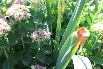 Obraz premium In the green thickets, flower, nature, plant, spring, green, garden, flowers, pink, hyacinth, purple, blossom, flora, floral, bloom, summer