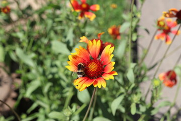 Bumblebee collecting nectar, nature, garden, flowers, yellow, plant, orange, green, summer, bloom, blossom, beauty