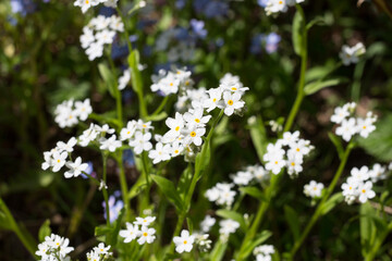 Delicate white forget-me-not (lat. Myosótis), growing in nature .