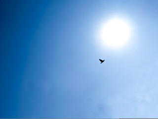Silhouette of small bird with sky background.
