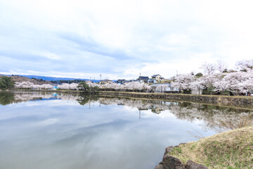 Fototapeta na wymiar Lake and Cherry blossoms tree reflection at Seishi Park, Akita Prefecture,Japan