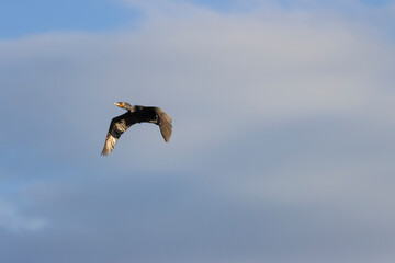 Double-crested Cormorant