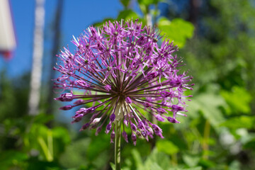 Decorative onion (Allium) on the background of greenery and blue sky.
