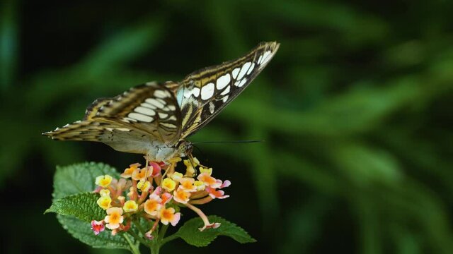 Parthenos sylvia, Clipper sitting on a yellow flower collecting nectar 