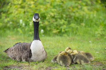 Kanadagansküken (Branta canadensis), Deutschland, Europa