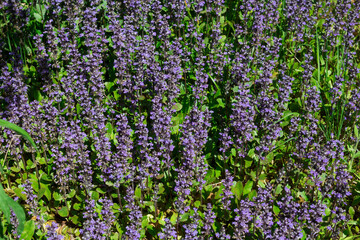 Top view of purple flowers of decorative moss .