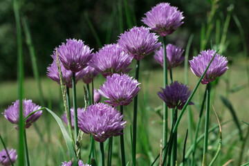 Fototapeta premium Lilac flowers of Schnitt-onion (Allium) in green grass.