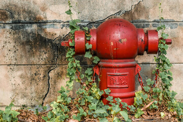 Fototapeta na wymiar Public Fire hydrant with Thai Abbreviations(Metropolitan Waterworks Authority) and natural ivy gourd