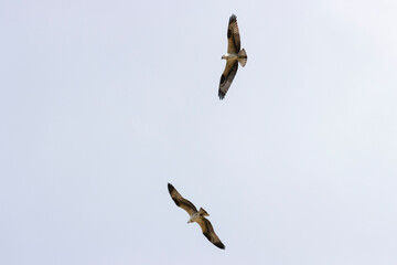 Pair of Osprey