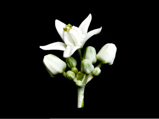 Isolated white flowers inflorescence, Crown Flower or Calotropis gigantea.