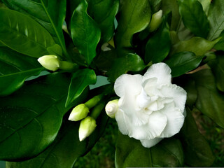 White blooming flower, flower buds and green leaves in outdoor.
