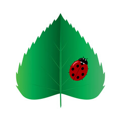 Tiny insect ladybug on green leaf flat vector illustration
