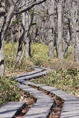 Obraz premium Scenery of Nikko, Senjogahara of Japan