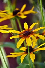 yellow flower in the garden