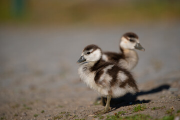 Nilgansküken (Alopochen aegyptiaca) Deutschland, Europa