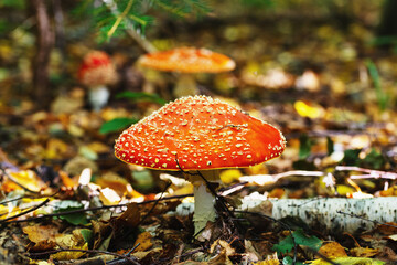 Autumn fly agarics in lesna polyanka in clear weather