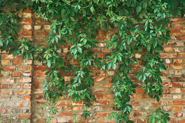 The Green Creeper Plant on a brick wall. Background. High quality photo