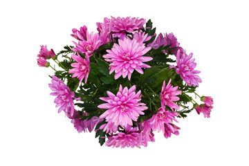 Chrysanthemum flowers and leaves on white from top view