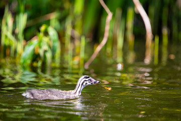 Haubentaucher (Podiceps cristatus) Junges, Niederlande, Europa