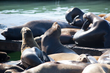Fototapeta premium Sea Lions on a San Francisco Dock